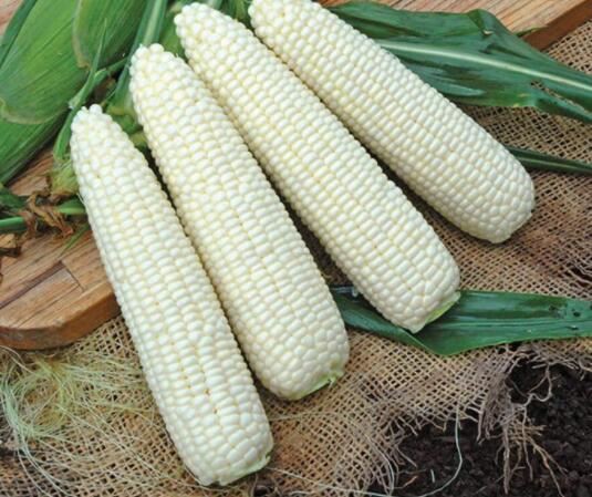 corn corn